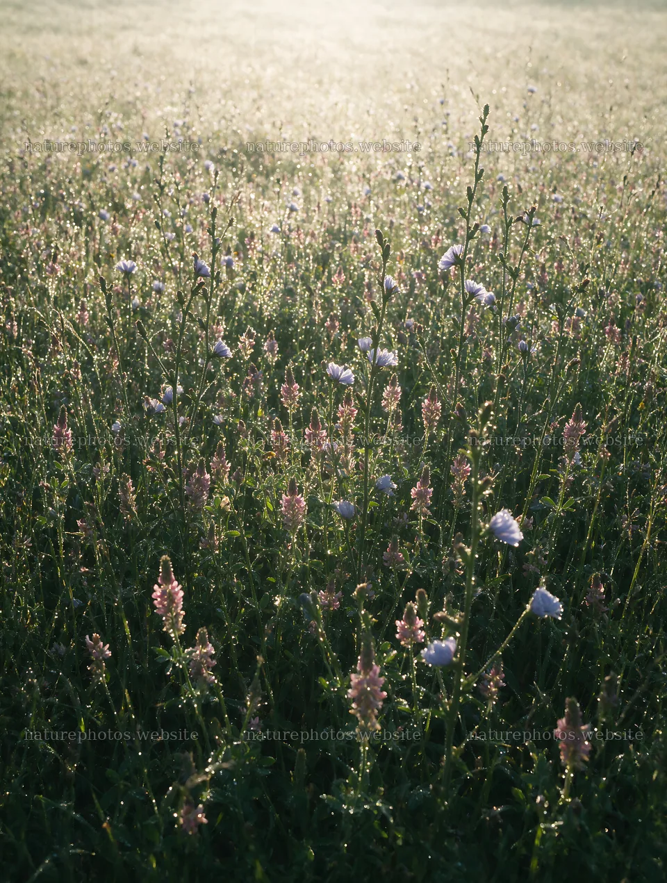 Sainfoin chicory meadow filled with flowers in morning light – nature photos 6898x9134