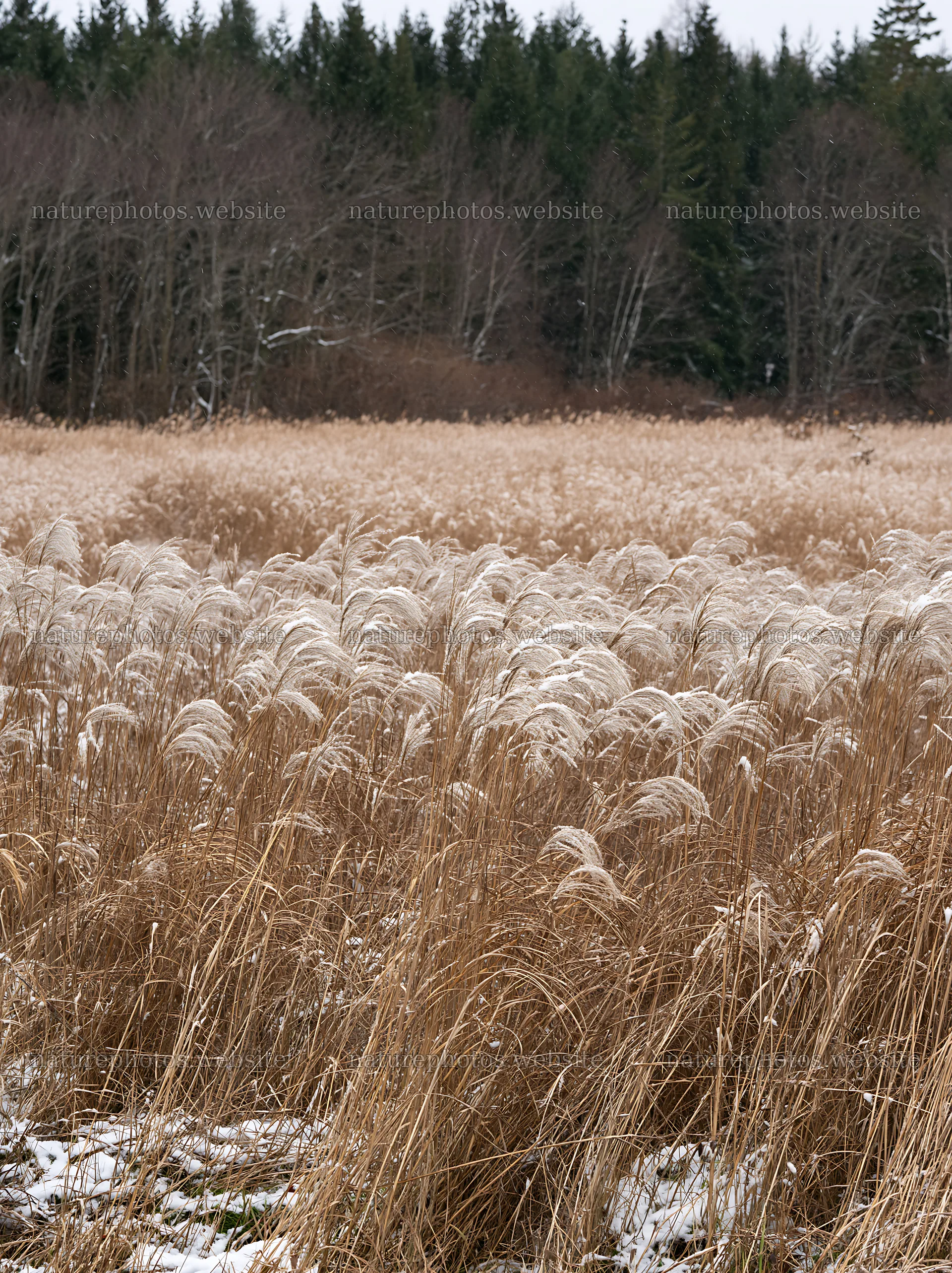 Climate-resilient Hokkaido silver grass meadow seedheads in winter – nature photos 6866x9174