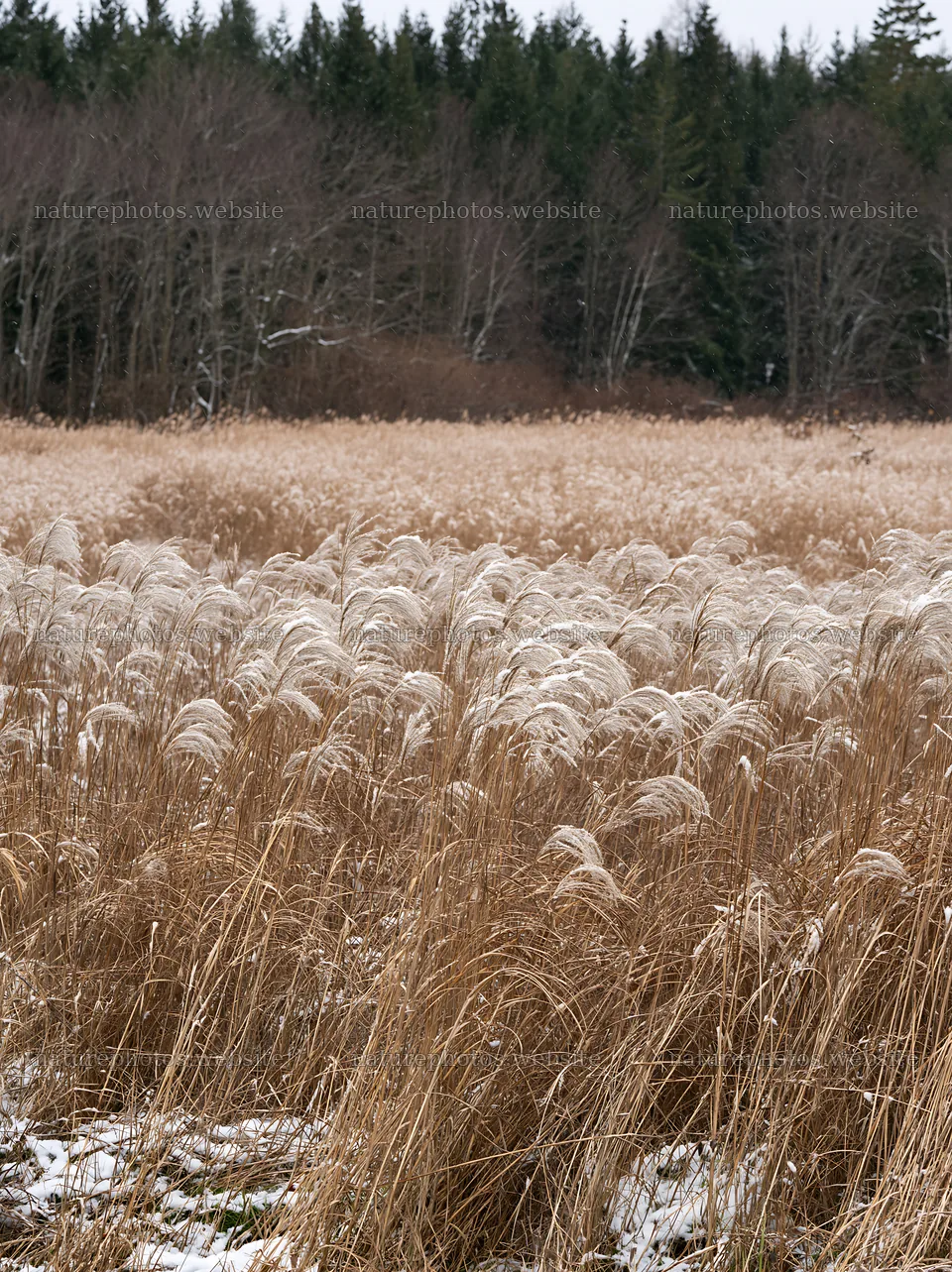 Climate-resilient Hokkaido silver grass meadow seedheads in winter – nature photos 6866x9174