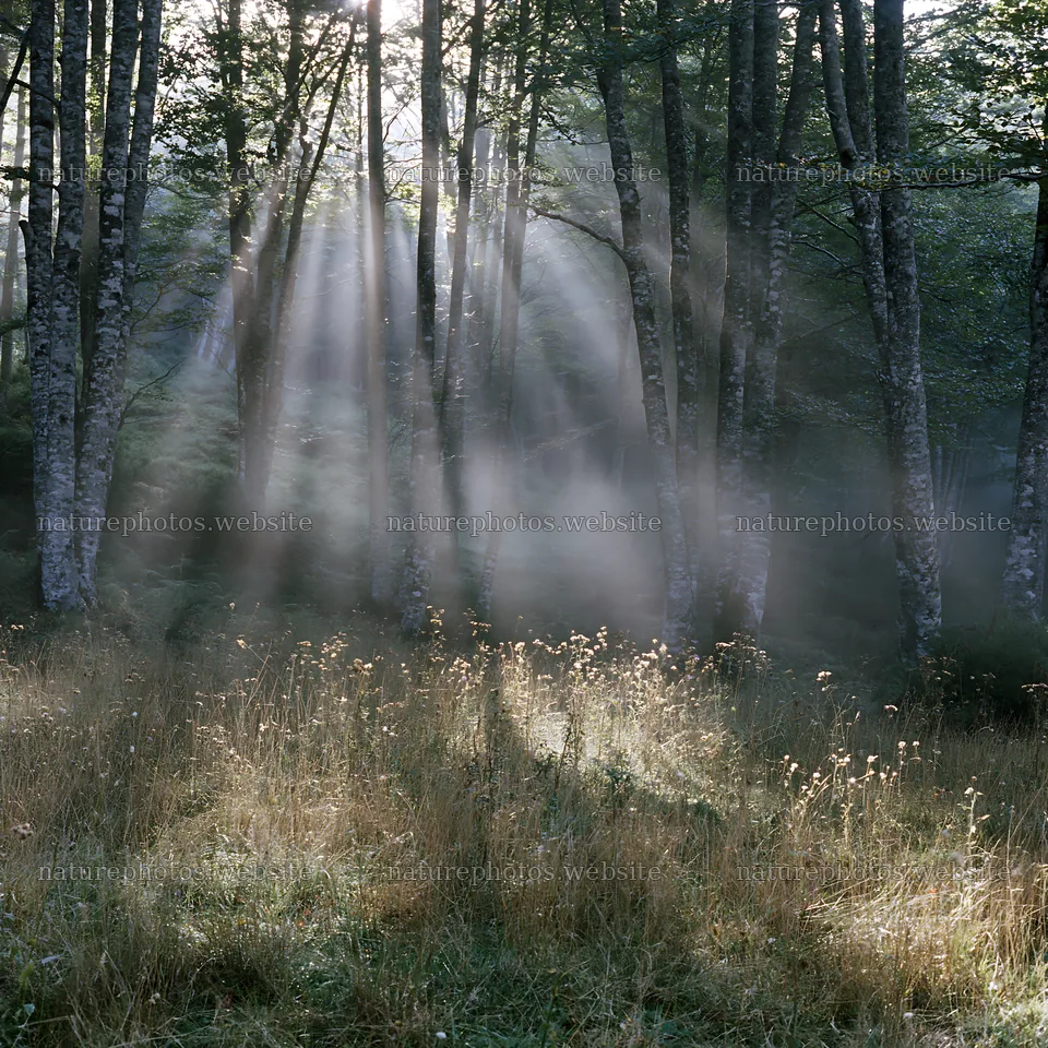 Sunrays shining through trees in Picos de Europa meadow – nature photos 7938x7938