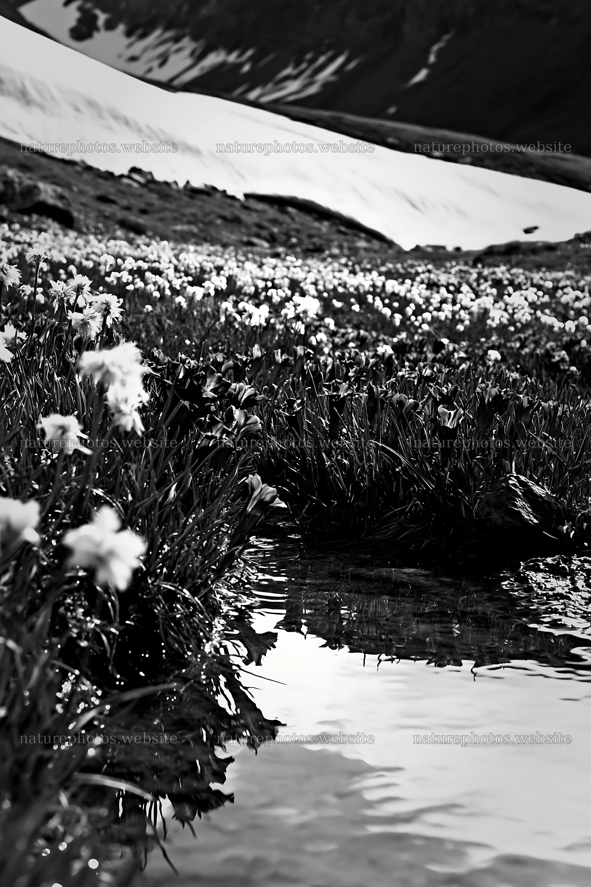 Swiss alpine meadow with flowers and a stream – nature photos 6480x9722