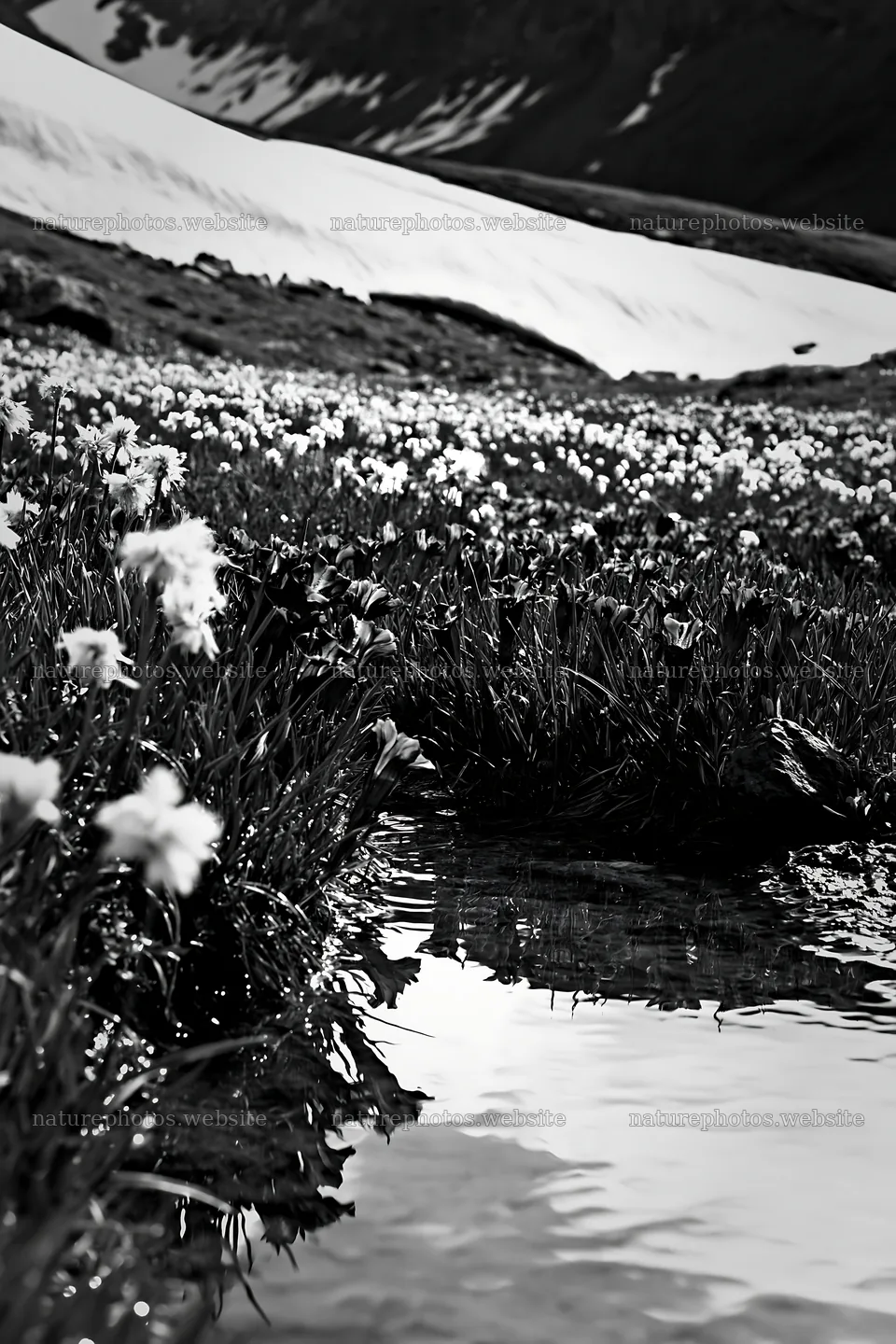 Swiss alpine meadow with flowers and a stream – nature photos 6480x9722