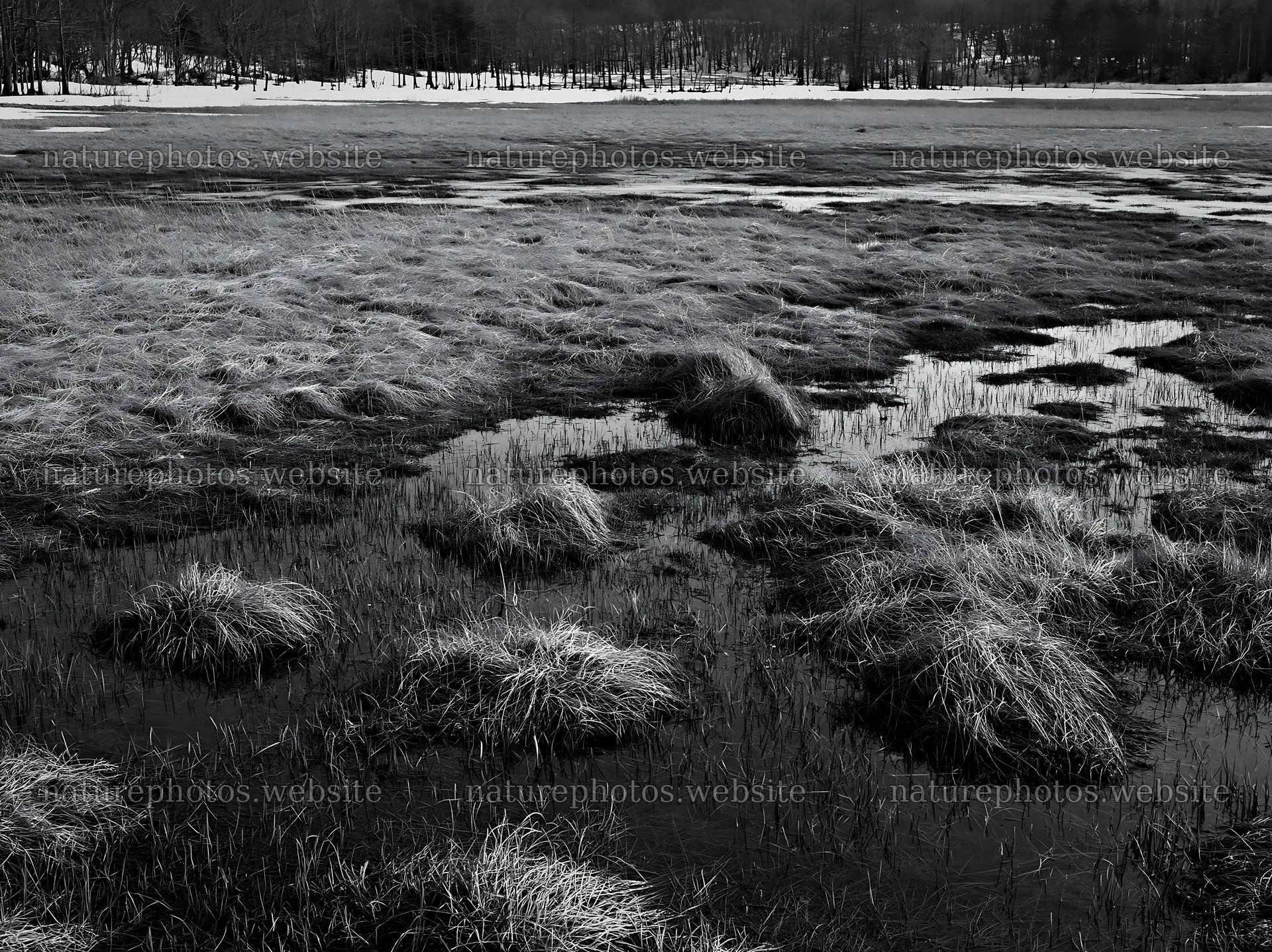 Akita snowmelt meadow with silver grasses shows wet ground – nature photos 9174x6866