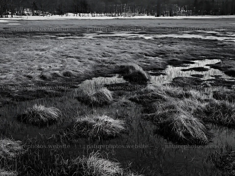 Akita snowmelt meadow with silver grasses shows wet ground – nature photos 9174x6866