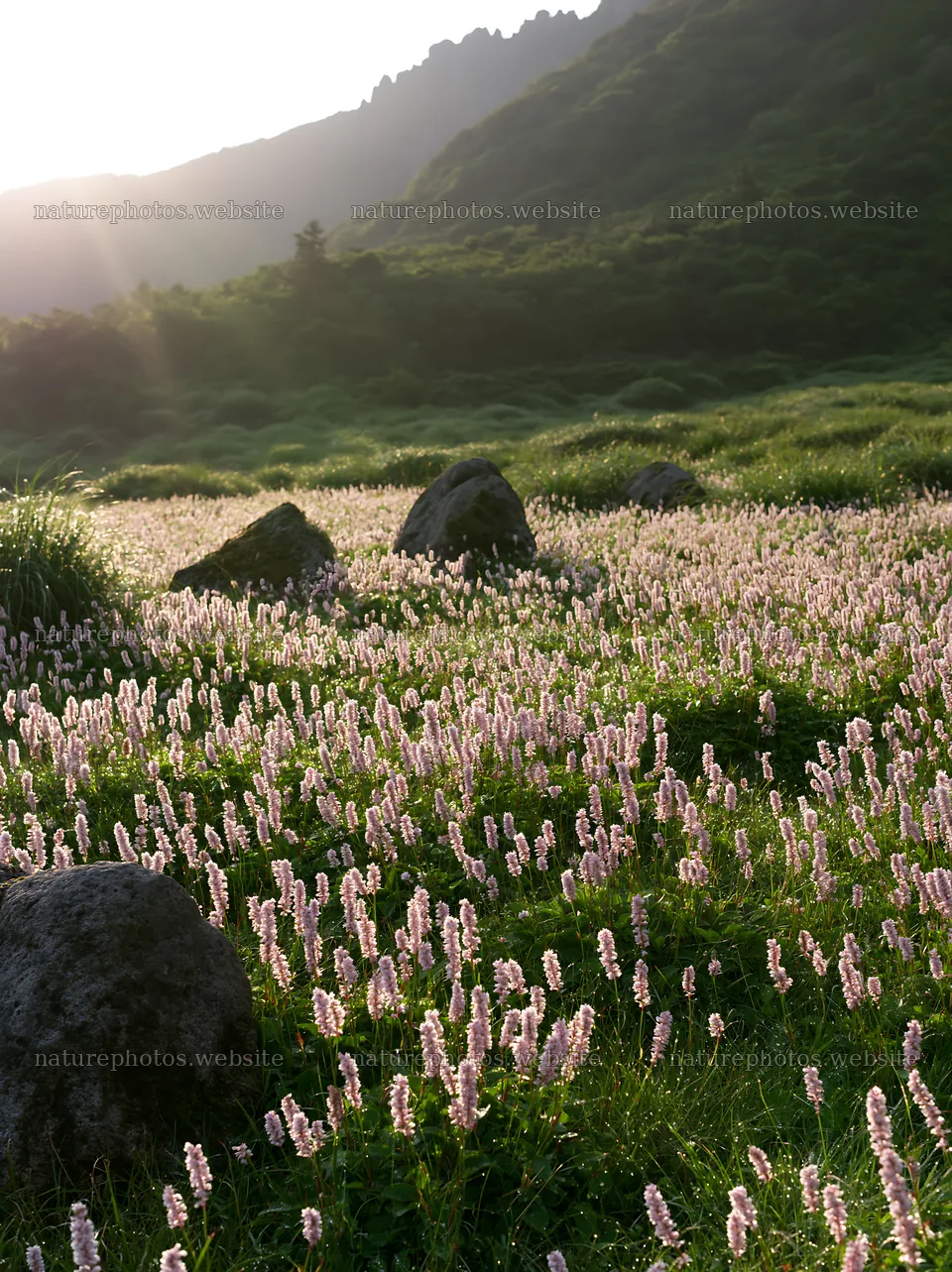 Oita highland meadow with granite stones – nature photos 6866x9174