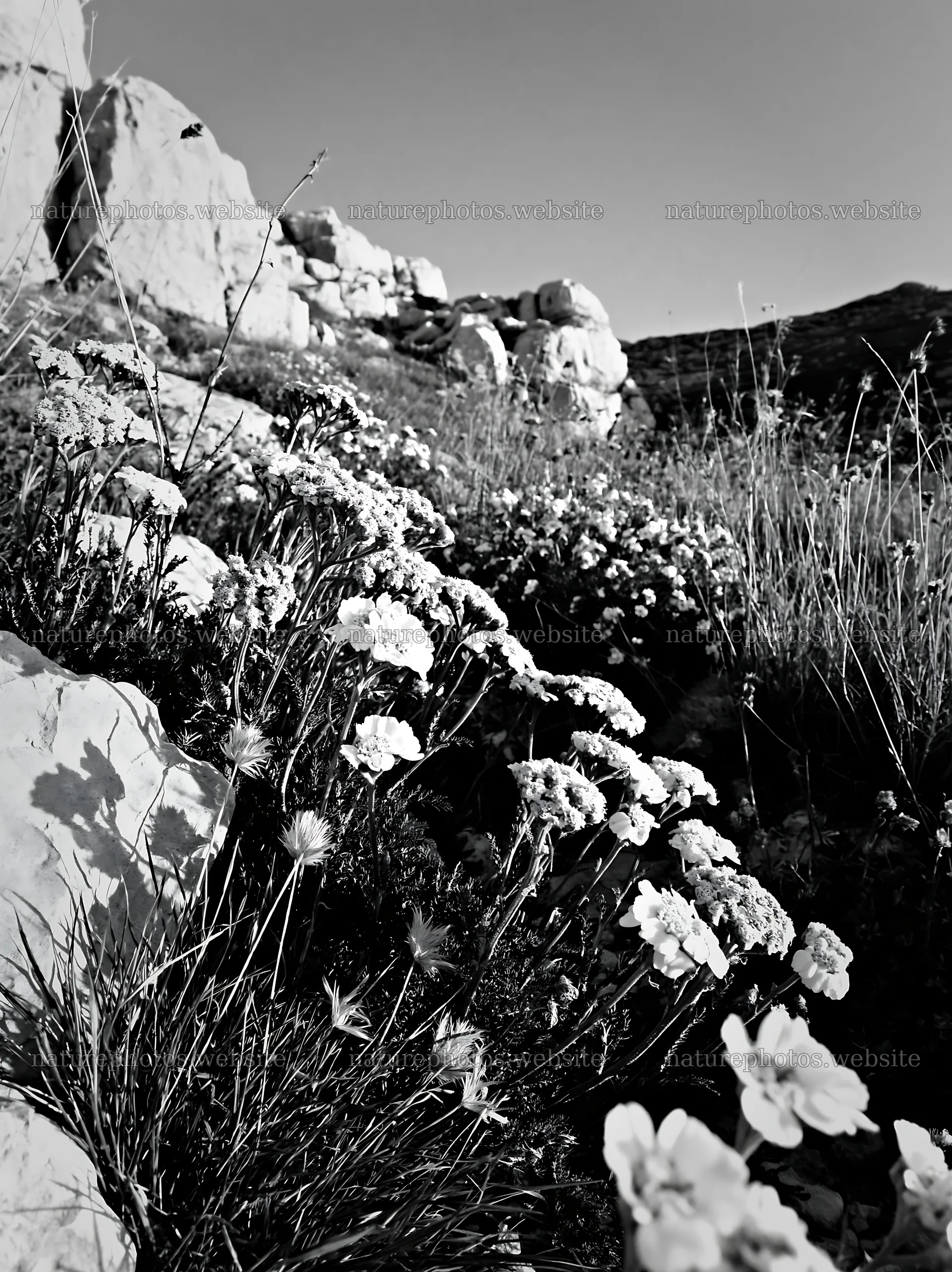 Twilight meadow with yarrow and rocks in the background – nature photos 6866x9174