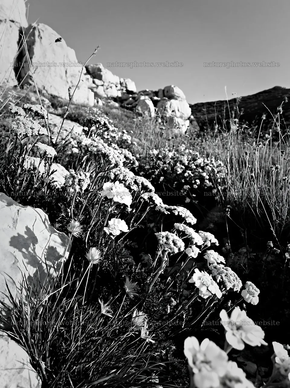 Twilight meadow with yarrow and rocks in the background – nature photos 6866x9174