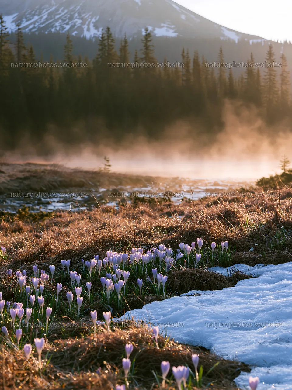Snowmelt meadow with flowers and mountain backdrop at dawn – nature photos 6866x9174