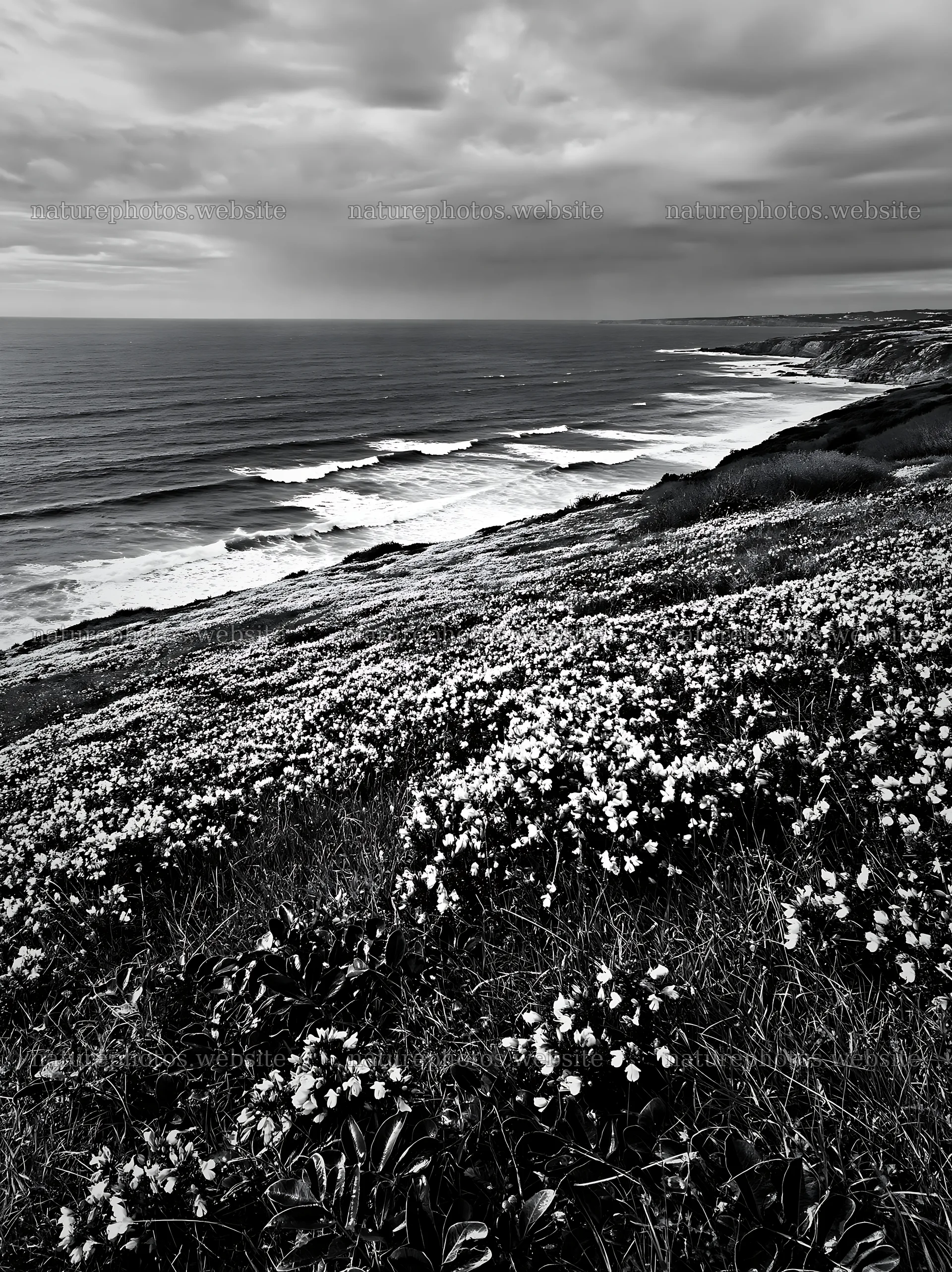 Portuguese meadow above Atlantic coast filled with yellow flowers – nature photos 6866x9174
