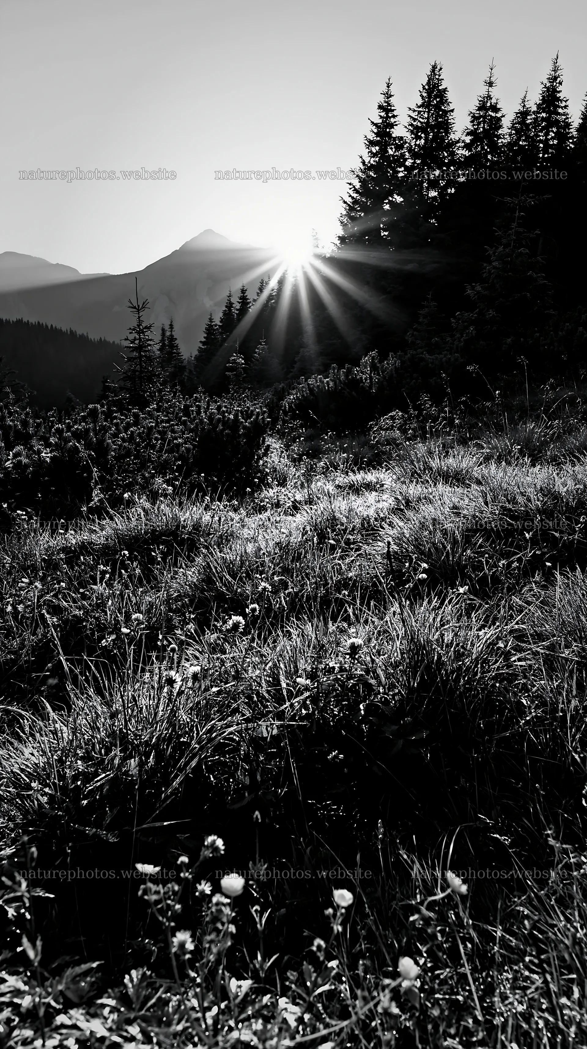 Light rays through Bucegi Mountains meadow at sunset – nature photos 5938x10608