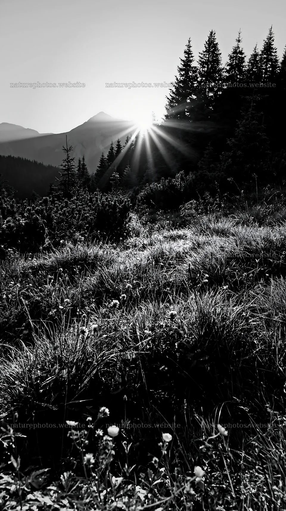 Light rays through Bucegi Mountains meadow at sunset – nature photos 5938x10608