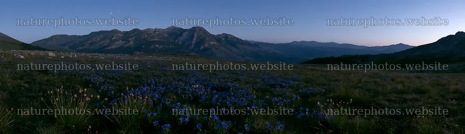 Starlit meadow with blue flowers and mountains in the background – nature photos 14762x4268
