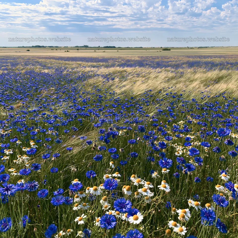 Colorful cornflower meadow with wildflowers and grass – nature photos 7938x7938