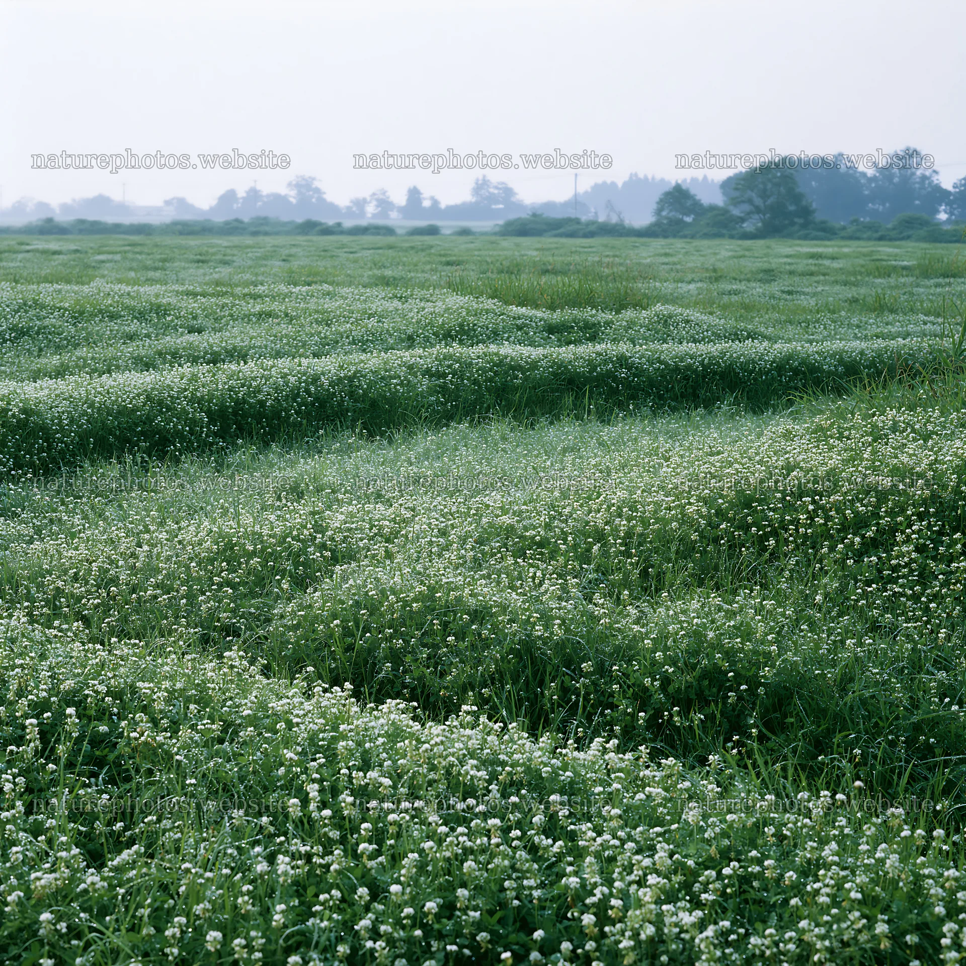 Meadow with dew in Niigata floodplain restoration area – nature photos 7938x7938