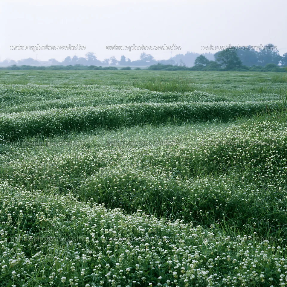 Meadow with dew in Niigata floodplain restoration area – nature photos 7938x7938