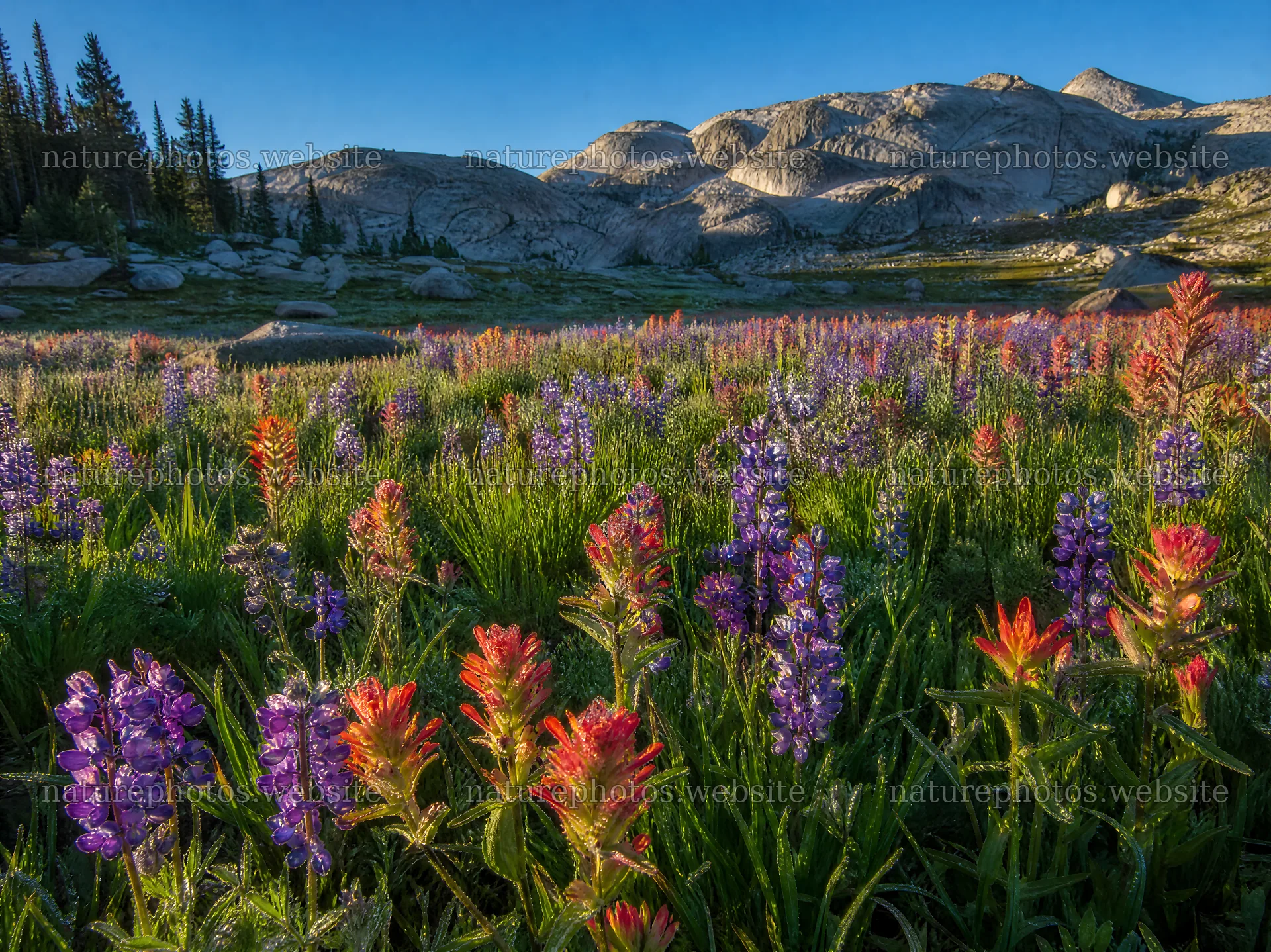 Paintbrush lupine meadow filled with vibrant wildflowers – nature photos 9172x6868