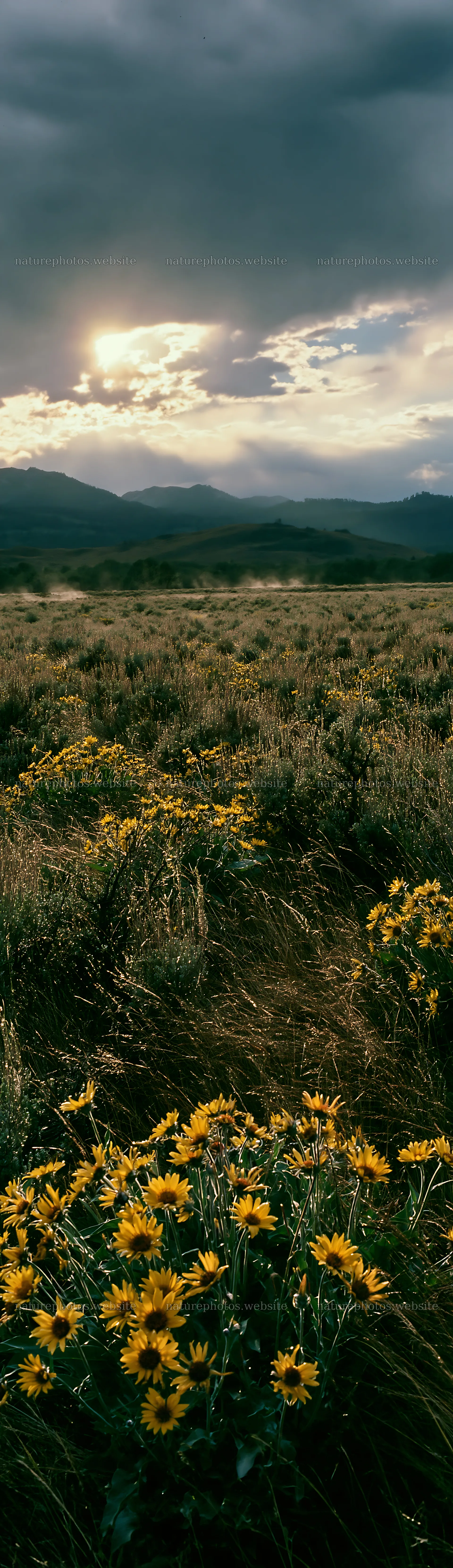 Light on sagebrush meadow with wildflowers and mountains – nature photos 4268x14762
