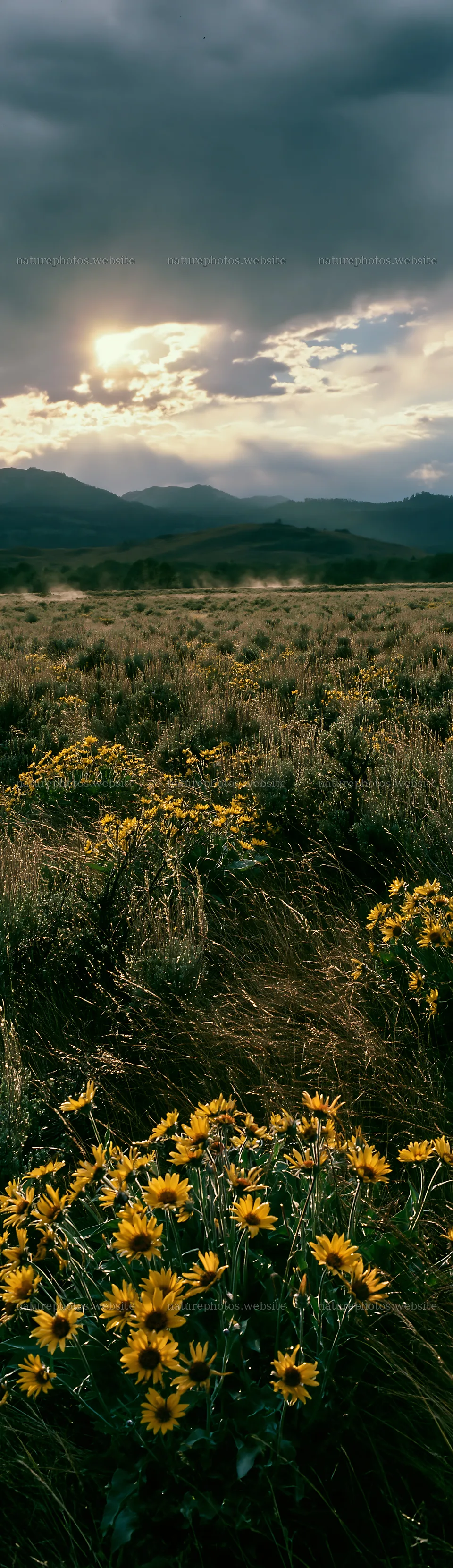 Light on sagebrush meadow with wildflowers and mountains – nature photos 4268x14762