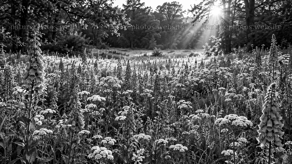 Sunbeams over a Wildflower Forest Clearing – nature photos 10324x5812