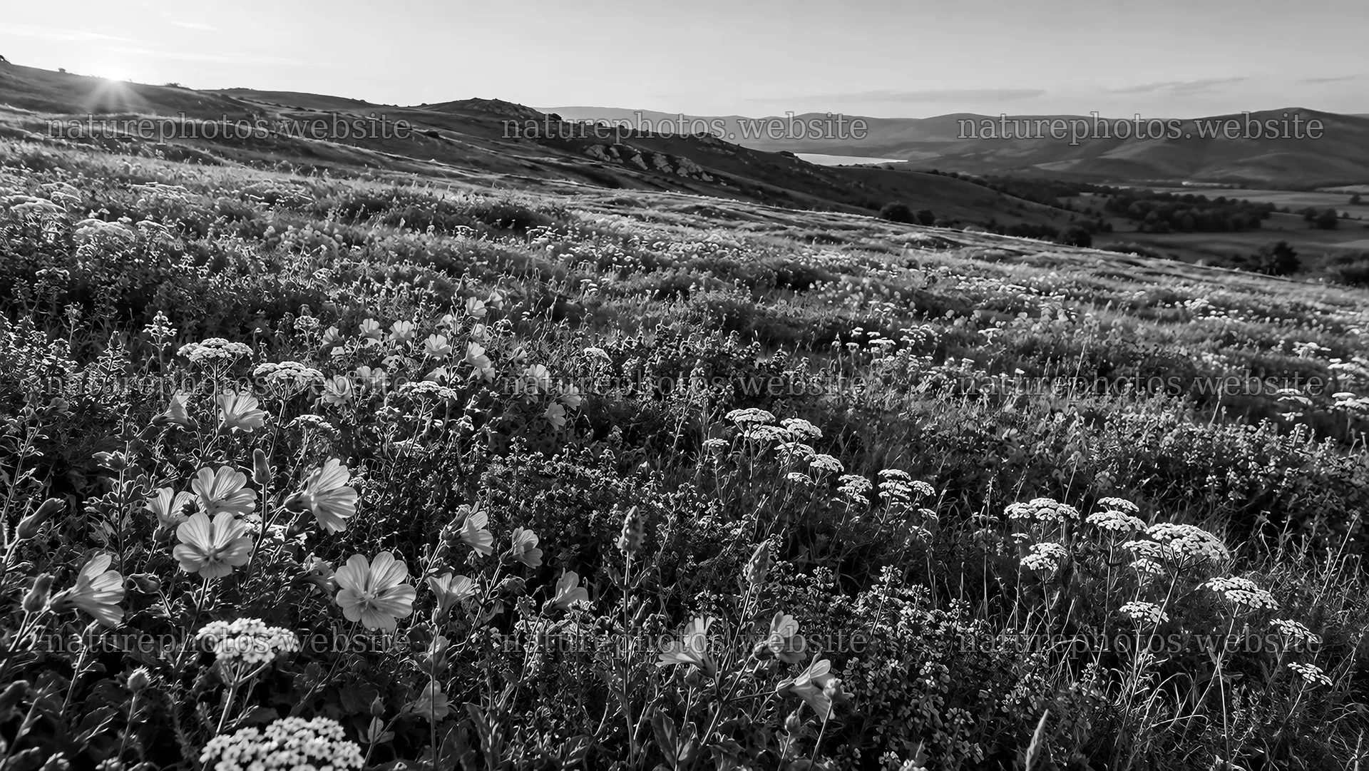 Wildflowers Bloom Across a Monochrome Hillside – nature photos 10324x5812