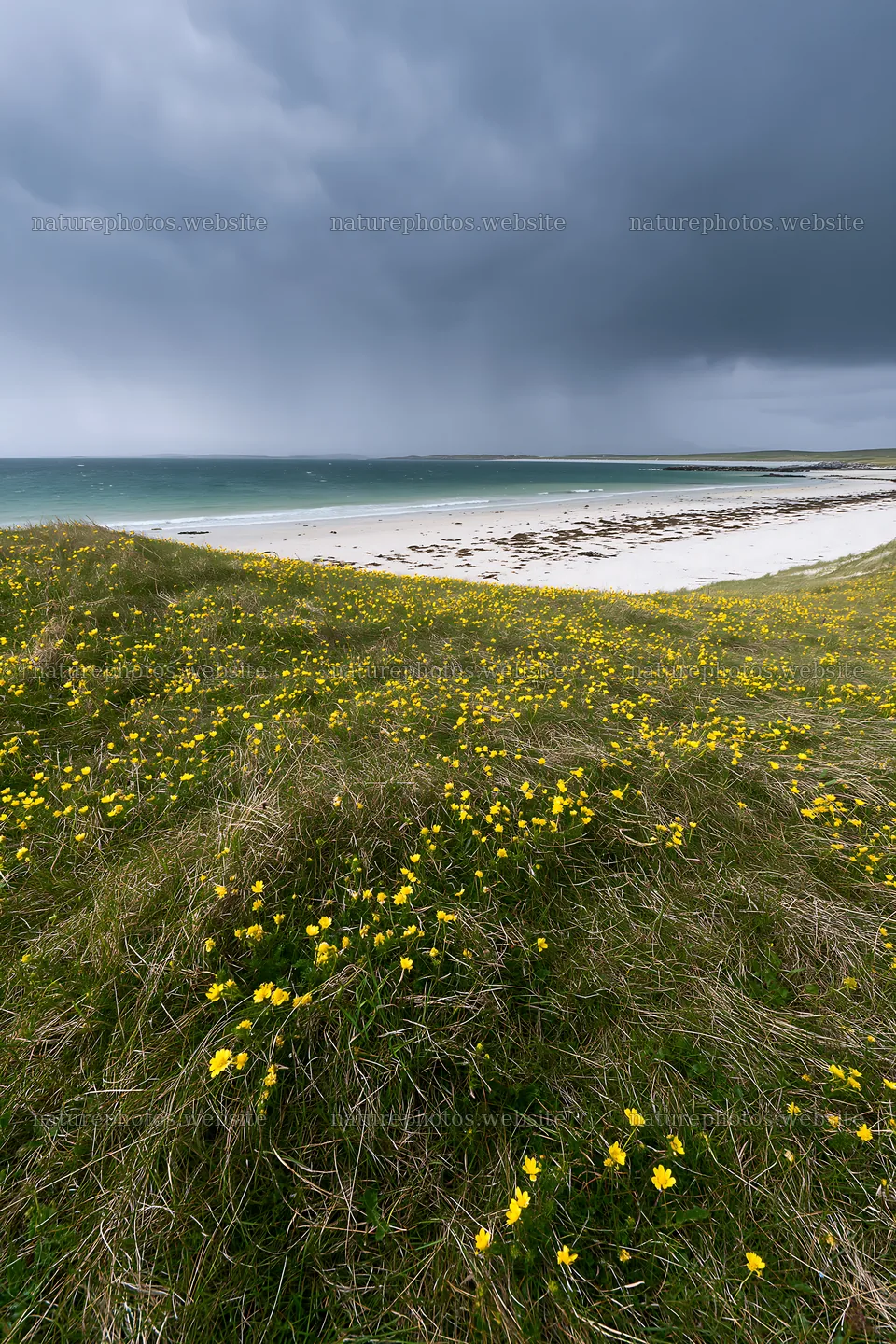 Climate-resilient meadow by the ocean under cloudy sky – nature photos 6480x9722