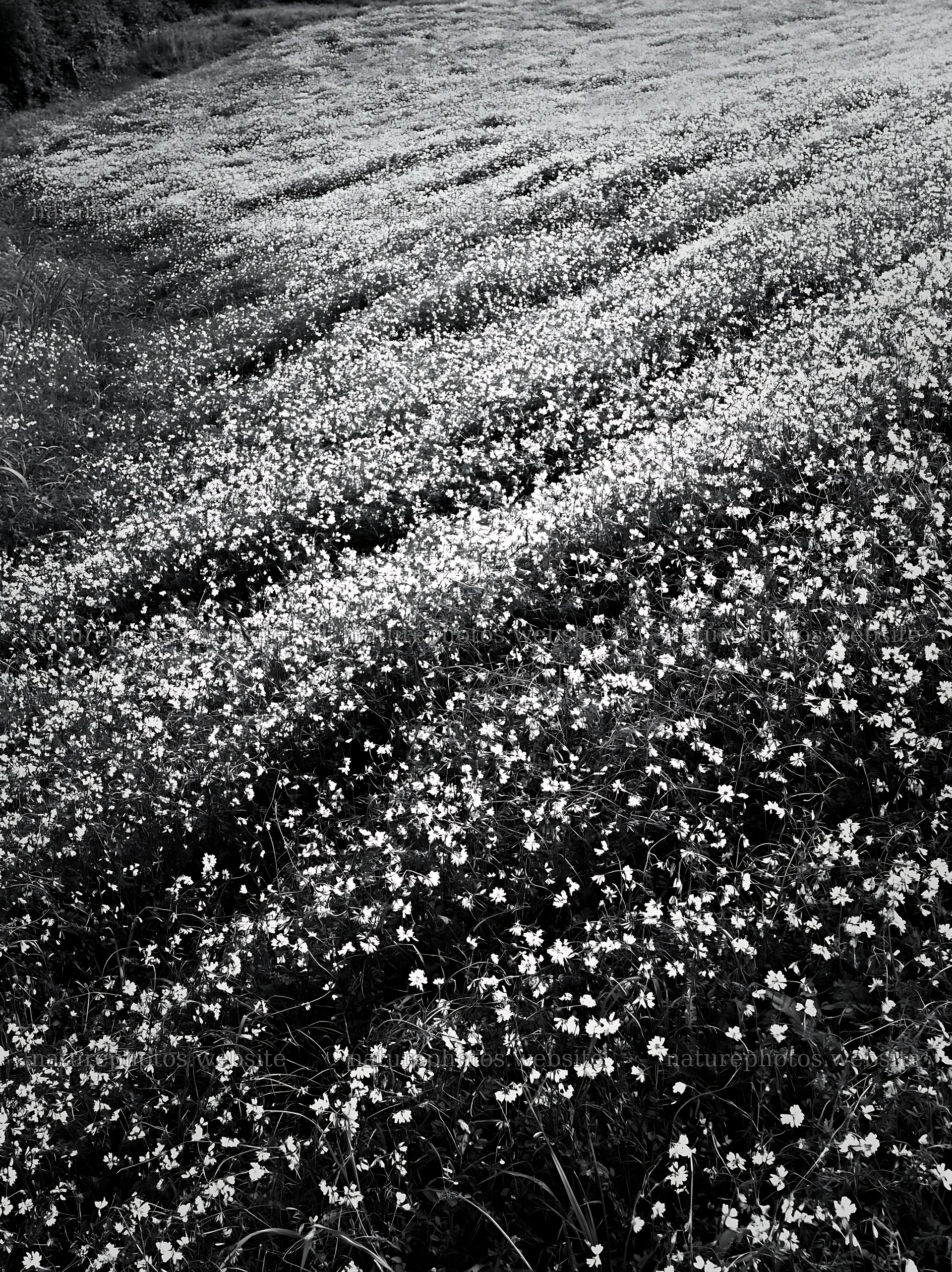 Fukuoka spring meadow fallen blossom foreground – nature photos 6866x9174