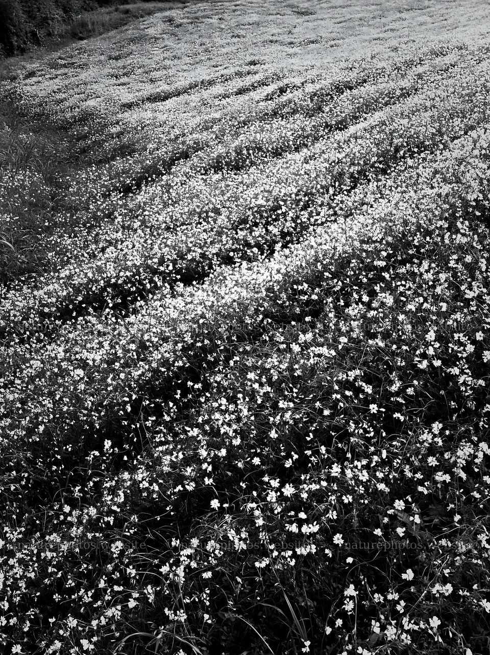 Fukuoka spring meadow fallen blossom foreground – nature photos 6866x9174