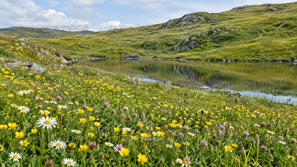 Wildflower Meadow beside a Mountain Lake – nature photos 10324x5812