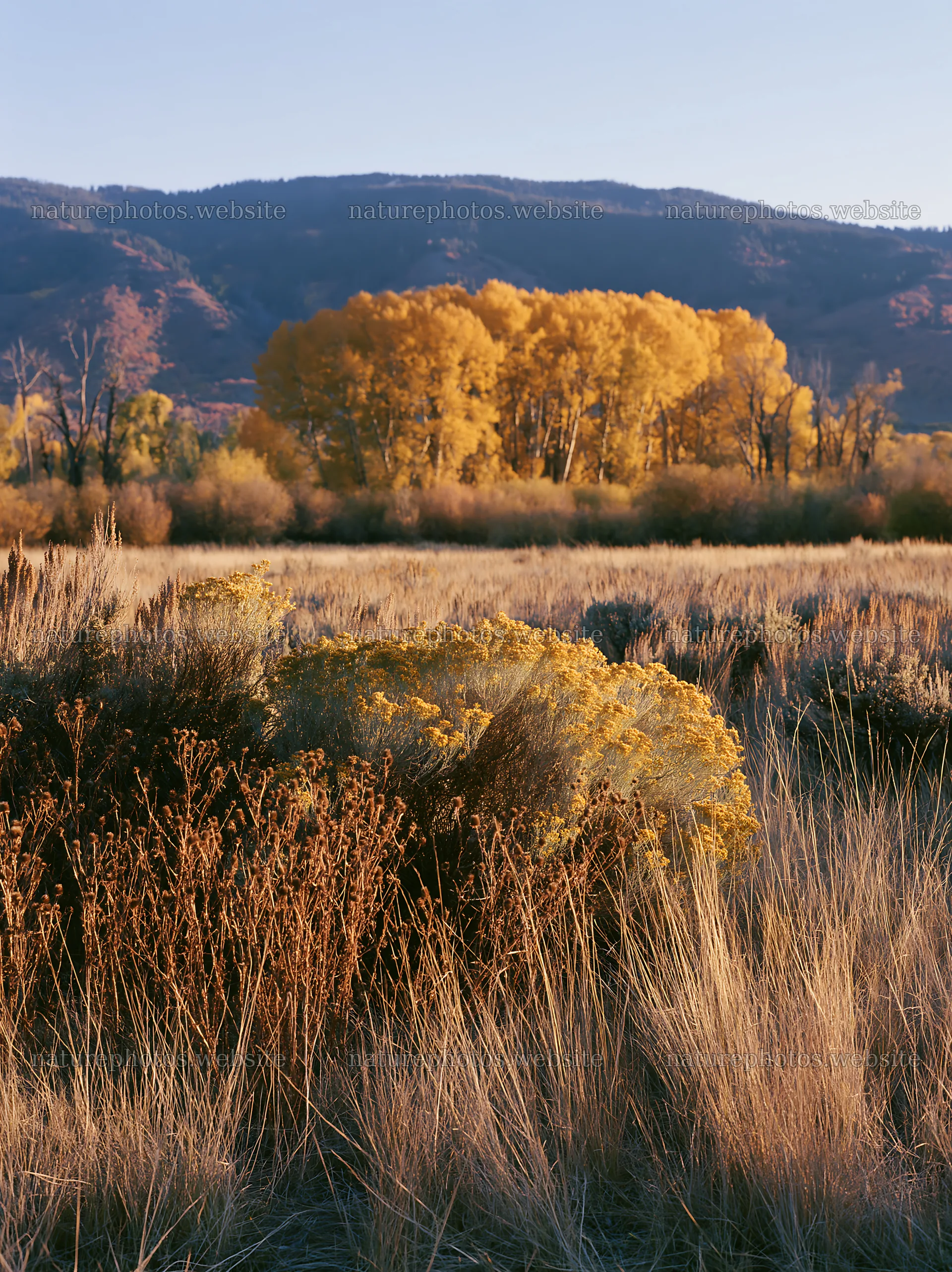 Sagebrush meadow with golden trees in the background at sunset – nature photos 6866x9174
