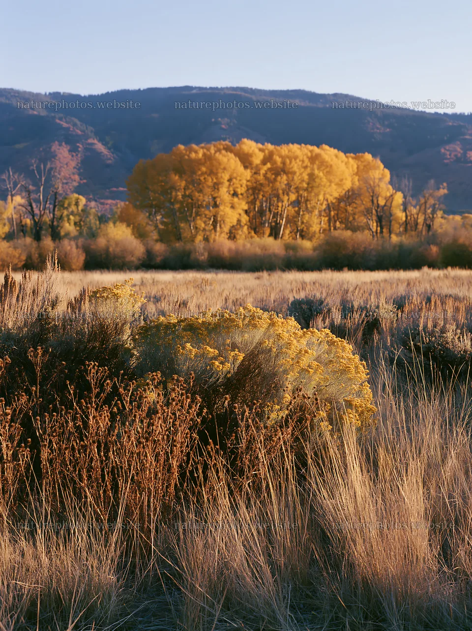 Sagebrush meadow with golden trees in the background at sunset – nature photos 6866x9174