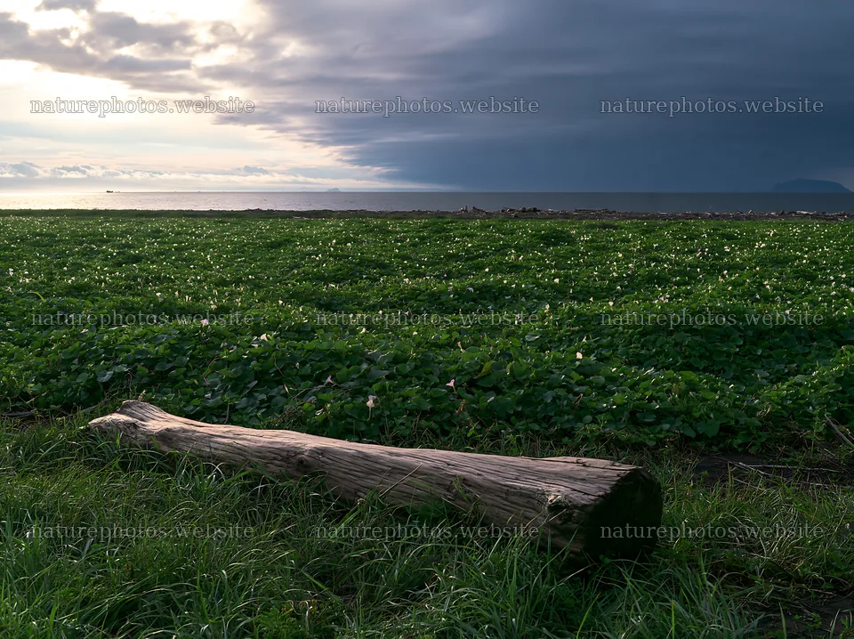 Chiba coastal meadow with driftwood under cloudy sky – nature photos 9174x6866