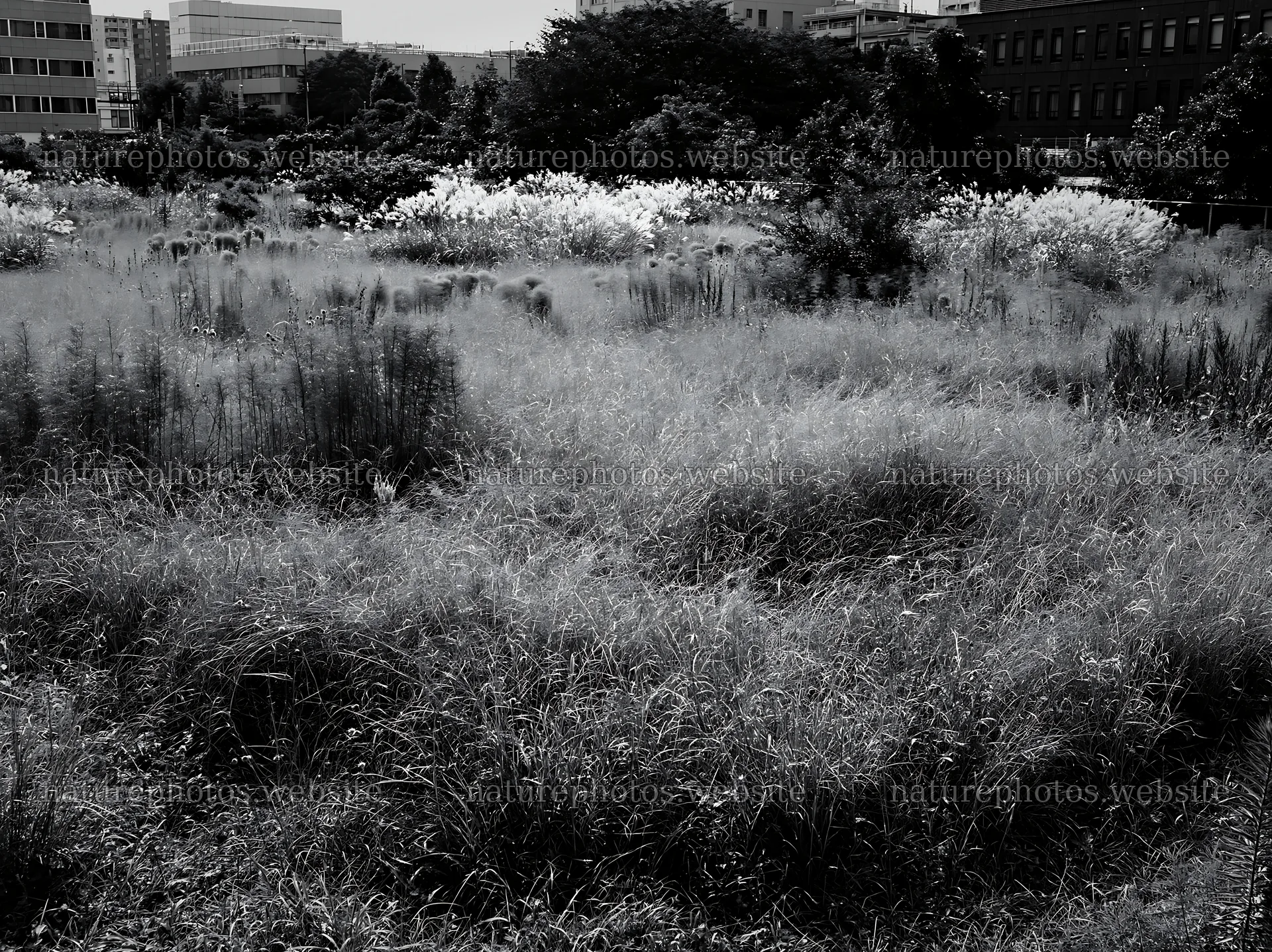 Tokyo urban biodiversity meadow with seedheads and greenery – nature photos 9174x6866