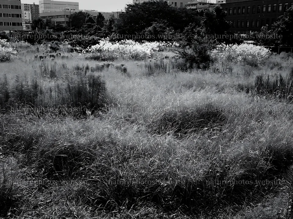 Tokyo urban biodiversity meadow with seedheads and greenery – nature photos 9174x6866