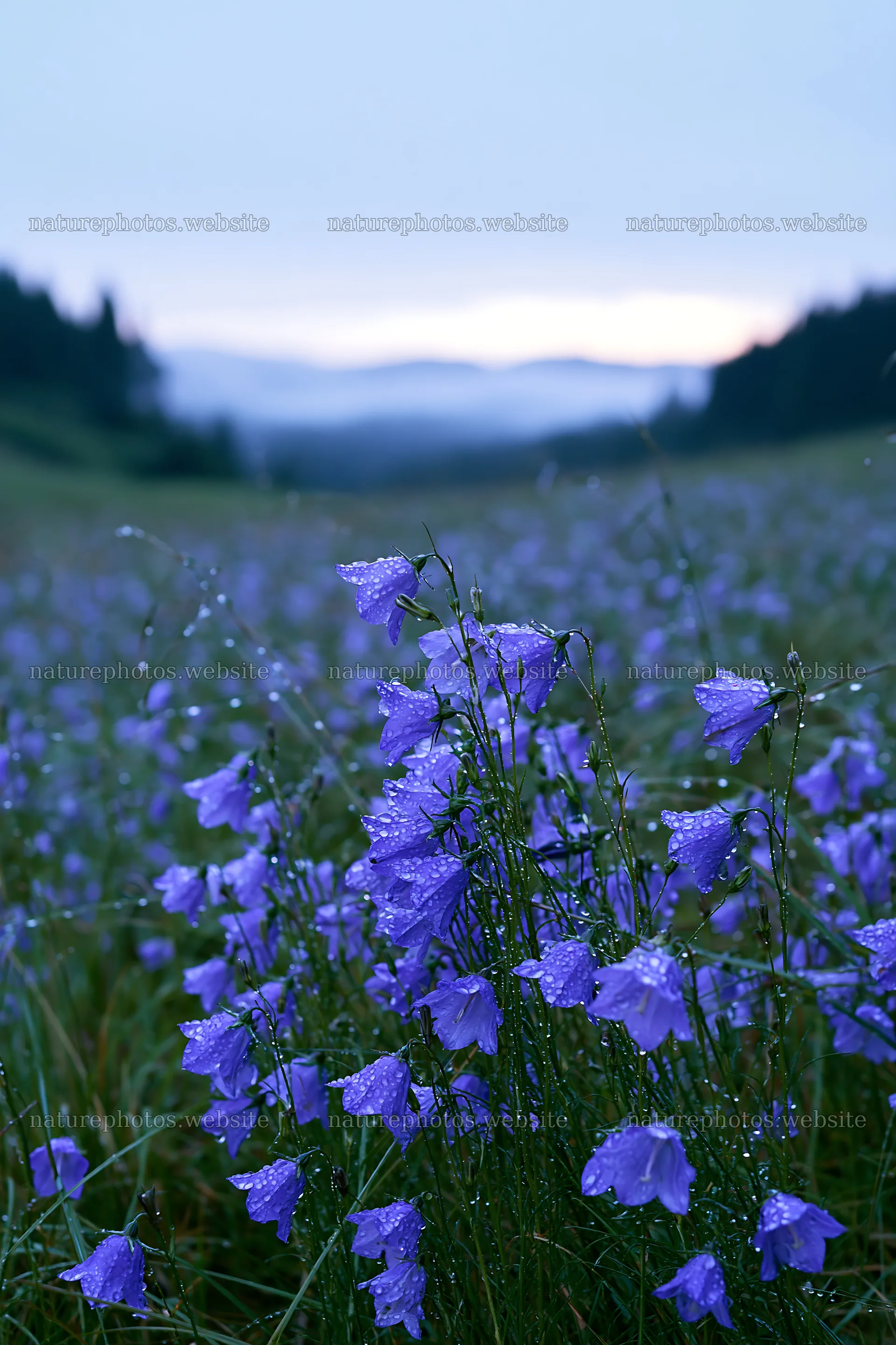 Fukui native grass meadow rain droplets with purple flowers – nature photos 6480x9722