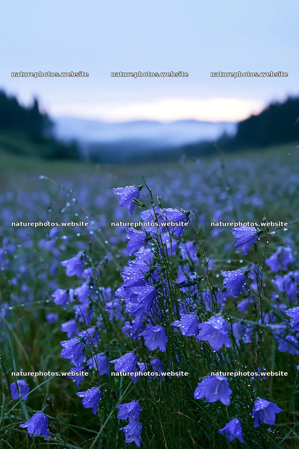 Fukui native grass meadow rain droplets with purple flowers – nature photos 6480x9722