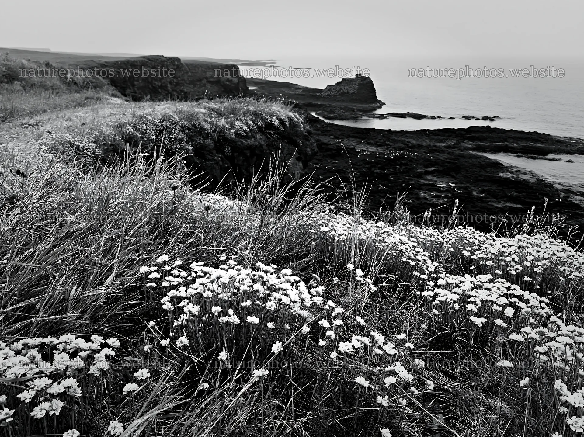 Coastal cliff meadow with flowers by the ocean – nature photos 9174x6866