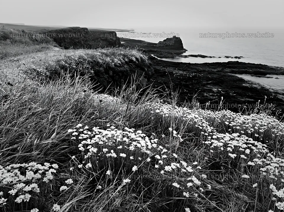 Coastal cliff meadow with flowers by the ocean – nature photos 9174x6866