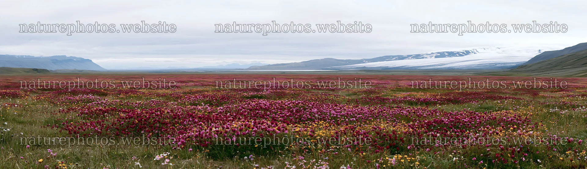 Colorful clover meadow with mountains in the background – nature photos 14762x4268