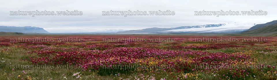 Colorful clover meadow with mountains in the background – nature photos 14762x4268
