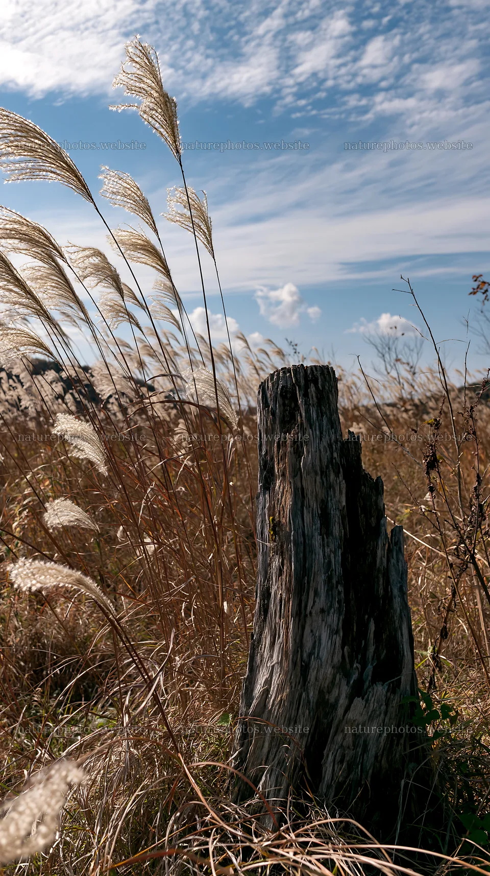 Fukushima native meadow with weathered stump and tall grasses – nature photos 5938x10608