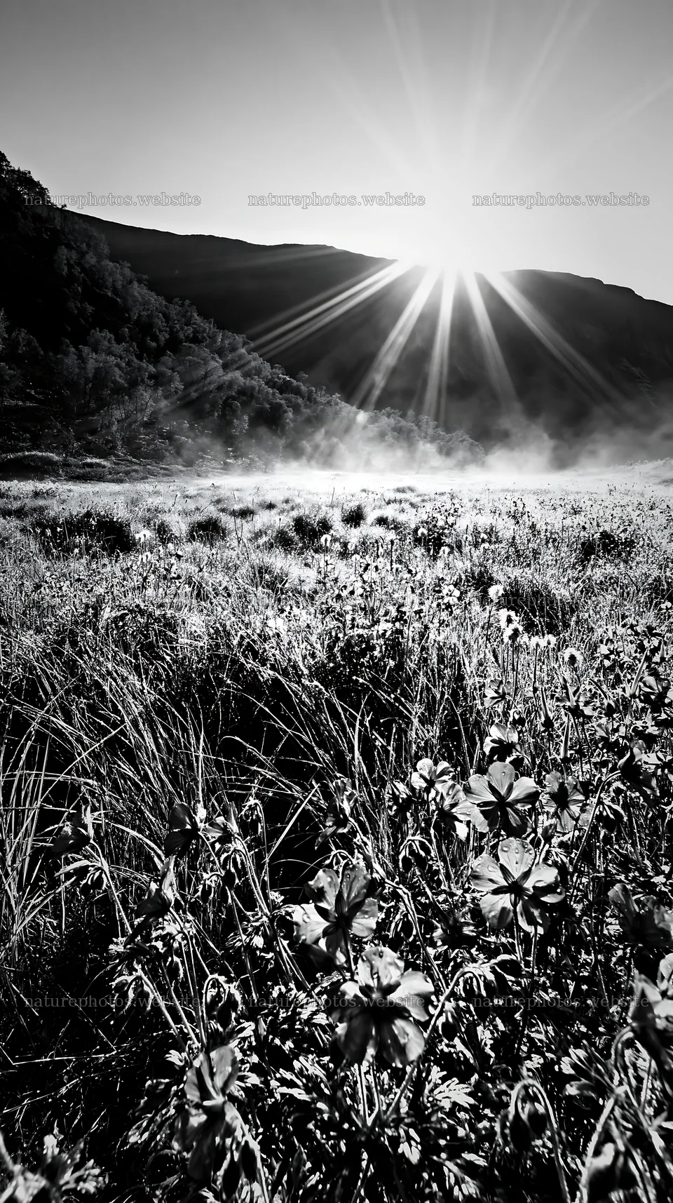 Sunbeams shine over Jotunheimen valley meadow in black and white – nature photos 5938x10608