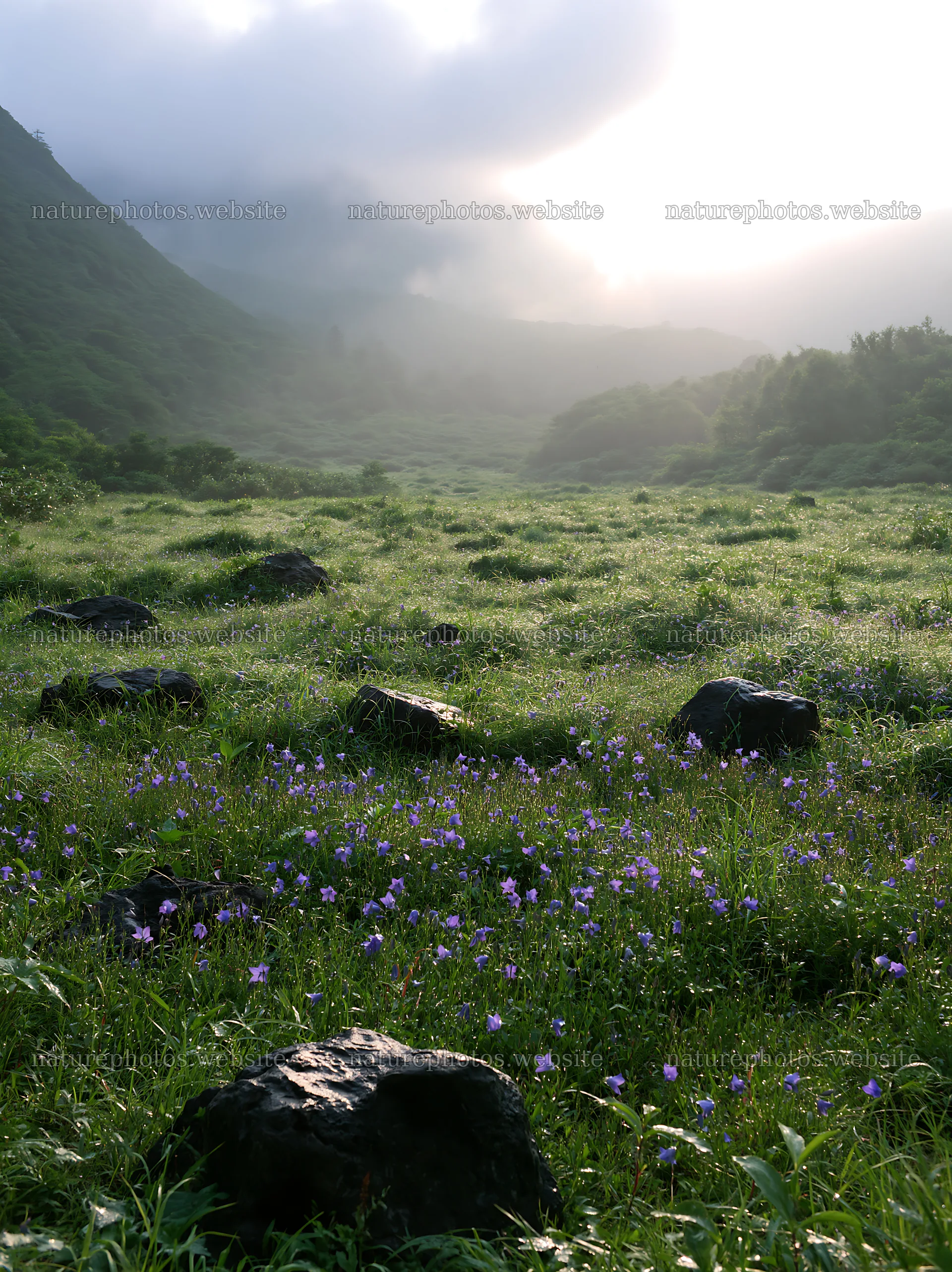 Kanagawa heat resilient meadow volcanic stones in green field – nature photos 6866x9174