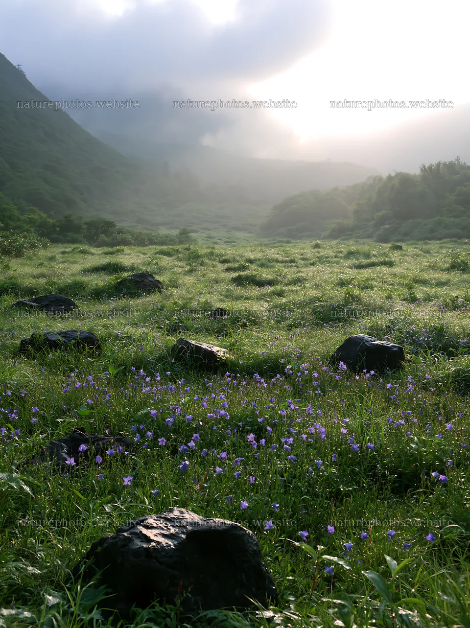 Kanagawa heat resilient meadow volcanic stones in green field – nature photos 6866x9174