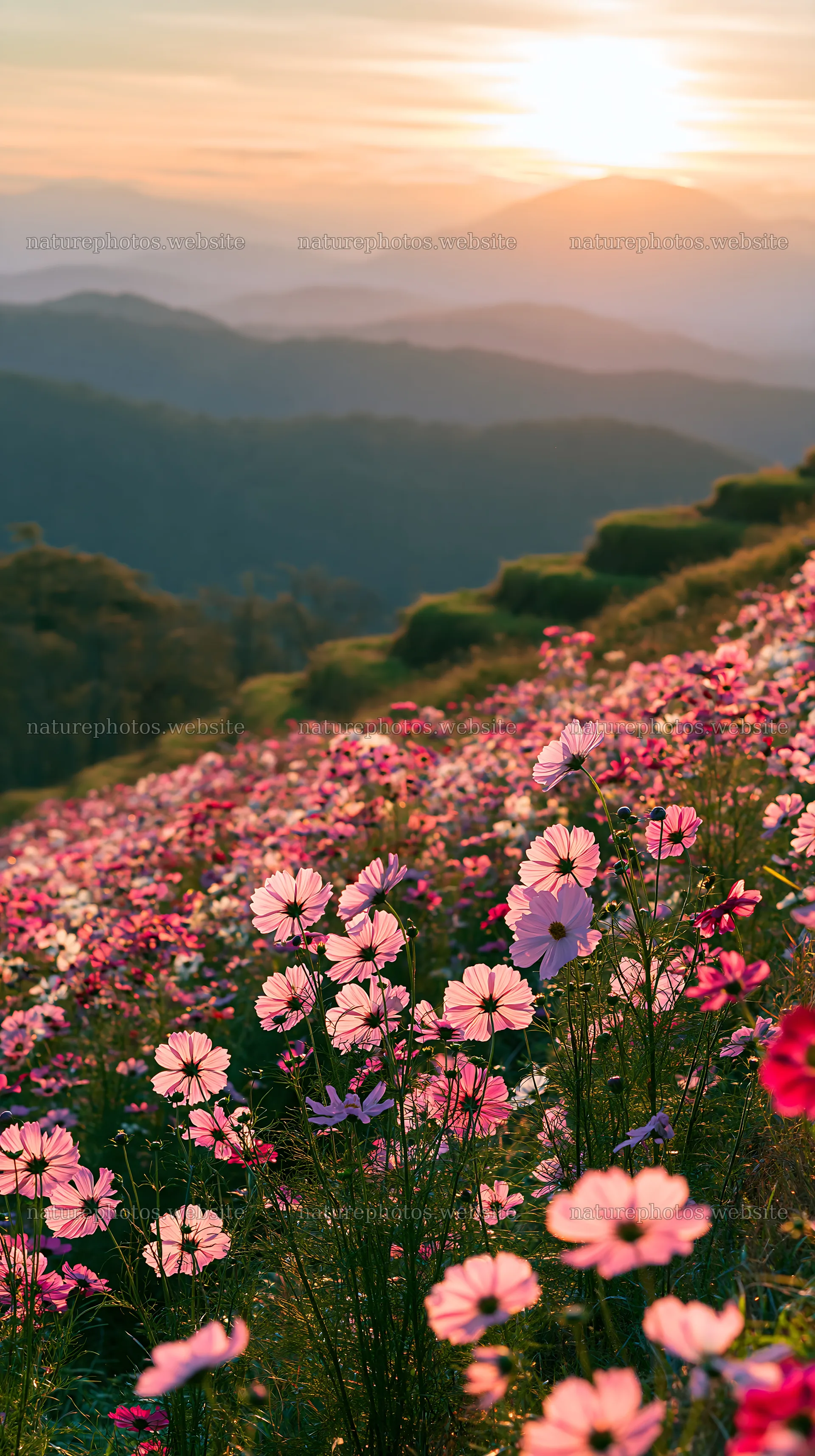 Colorful cosmos meadow during golden hour light – nature photos 5938x10608