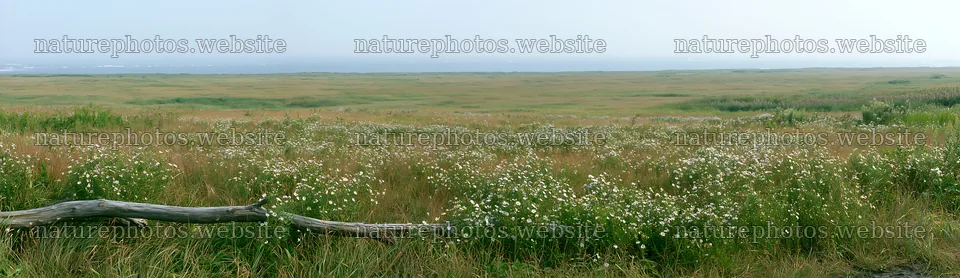 Yamagata rewilded meadow with fallen branch and wildflowers – nature photos 14762x4268