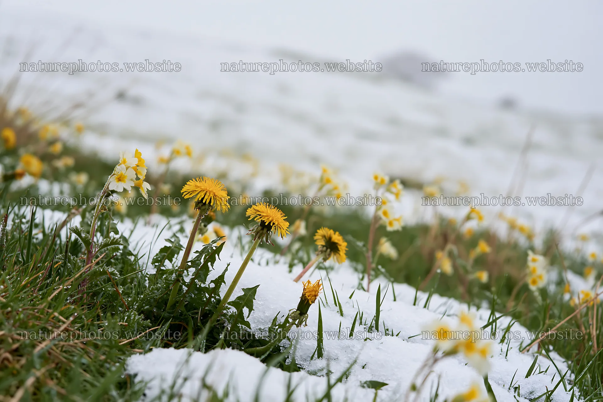 Meadow whiteout with yellow flowers emerging through snow – nature photos 9722x6480