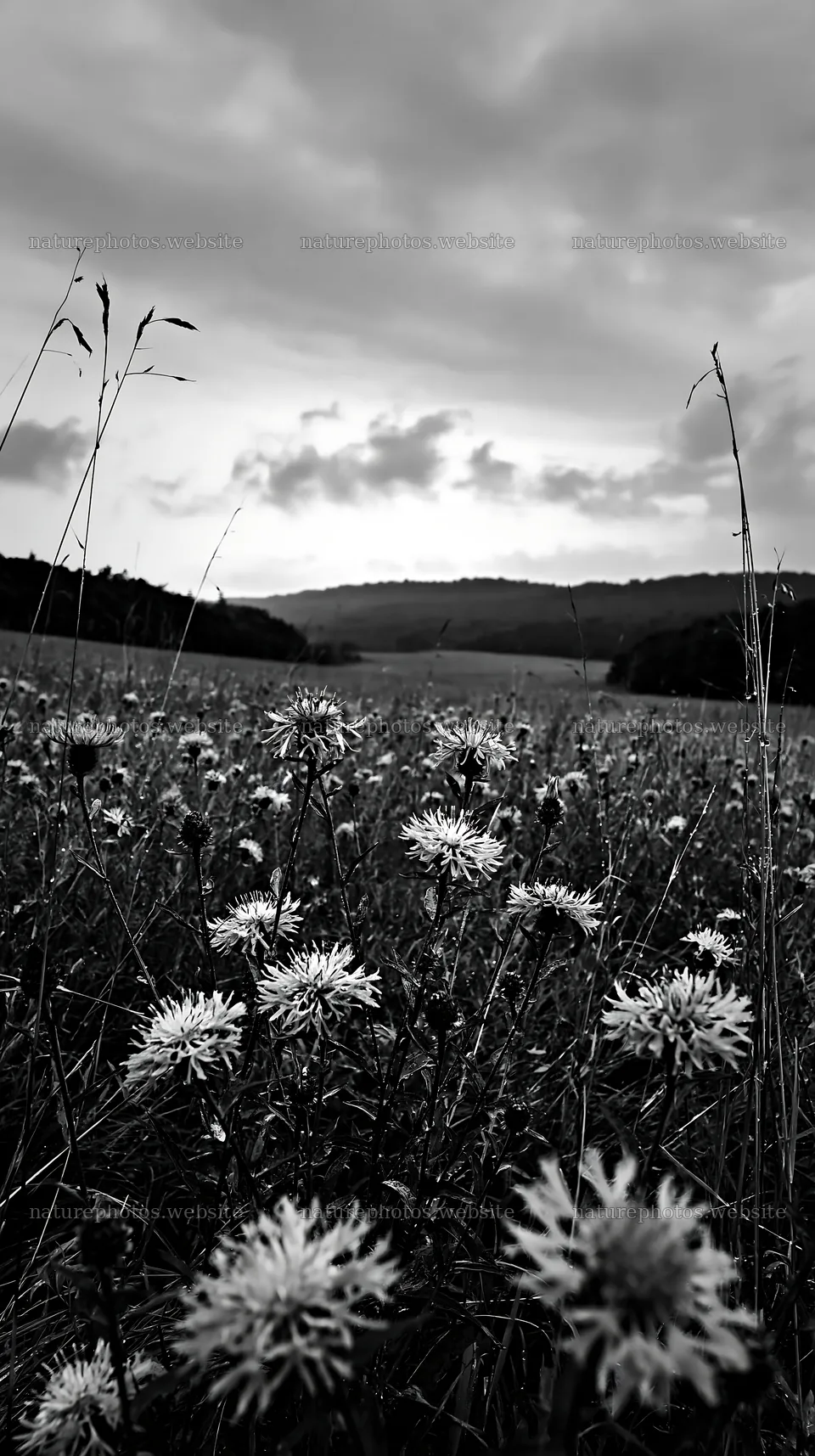 Violet knapweed meadow under a cloudy sky – nature photos 5938x10608