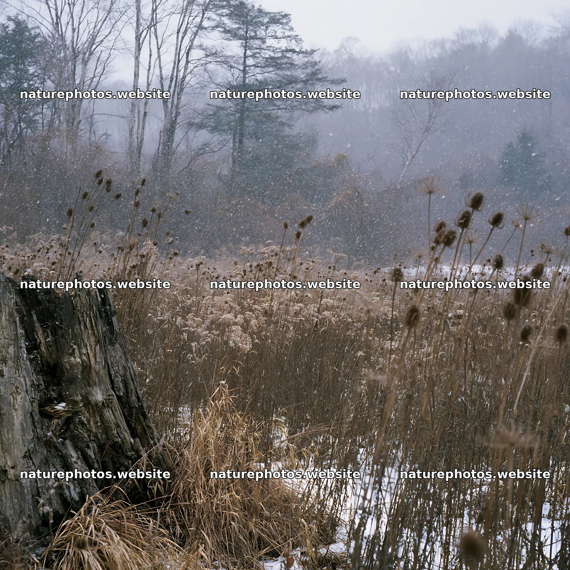 Fukushima native meadow with weathered stump – nature photos 7938x7938