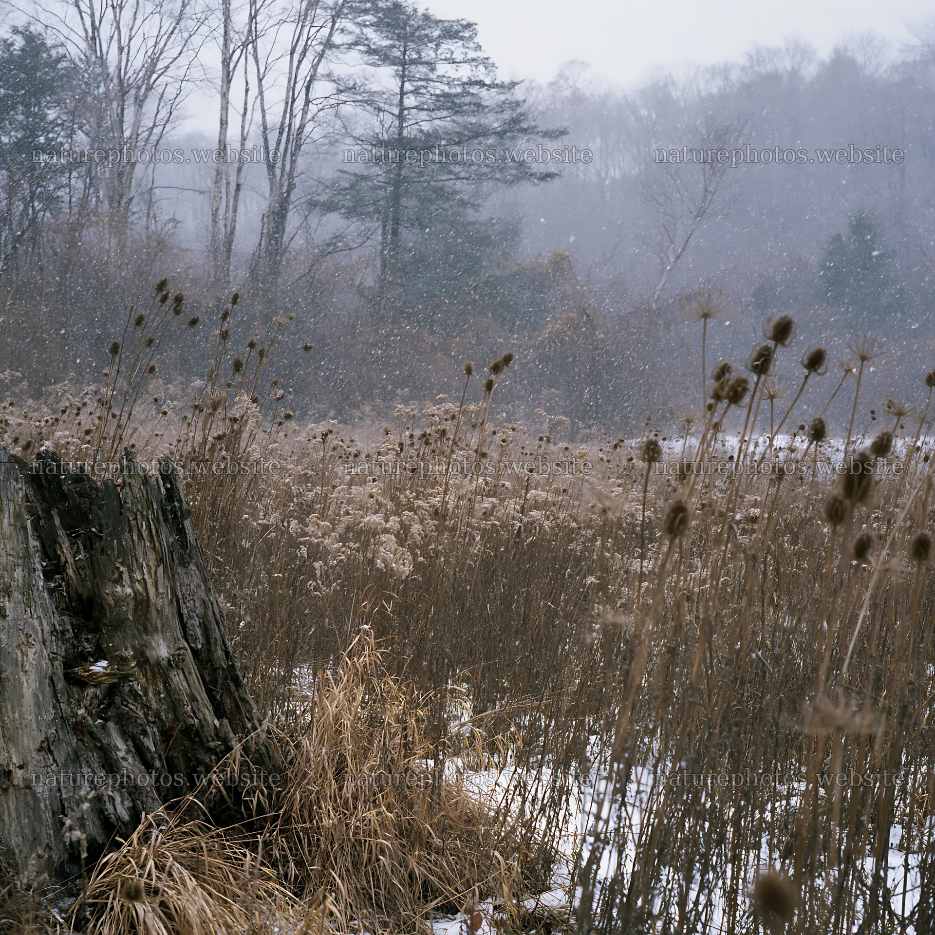 Fukushima native meadow with weathered stump – nature photos 7938x7938