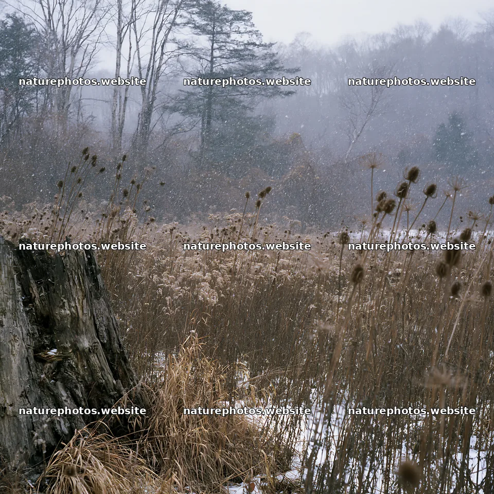 Fukushima native meadow with weathered stump – nature photos 7938x7938
